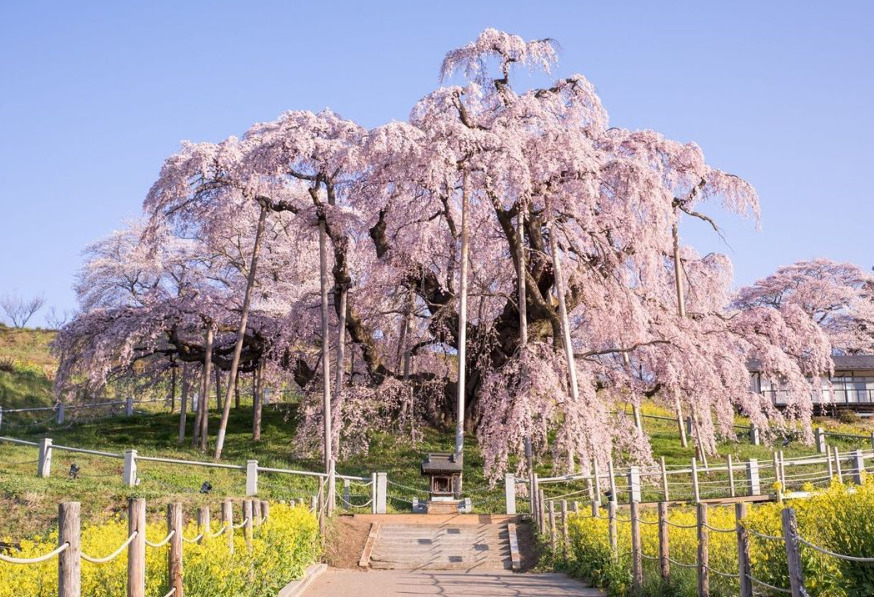 三春町の滝桜21 開花予想やライトアップ情報まとめ ライブカメラも Life Day